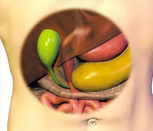 最新胆囊研究成果与相关进展综述